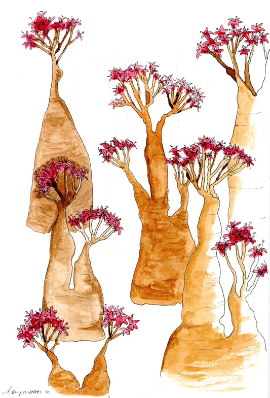 Socotra II